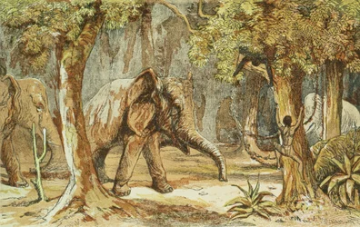 Inseguiti dagli elefanti, illustrazione da Sporting Scenes Amongst the Kaffirs of South Africa di W. Drayson